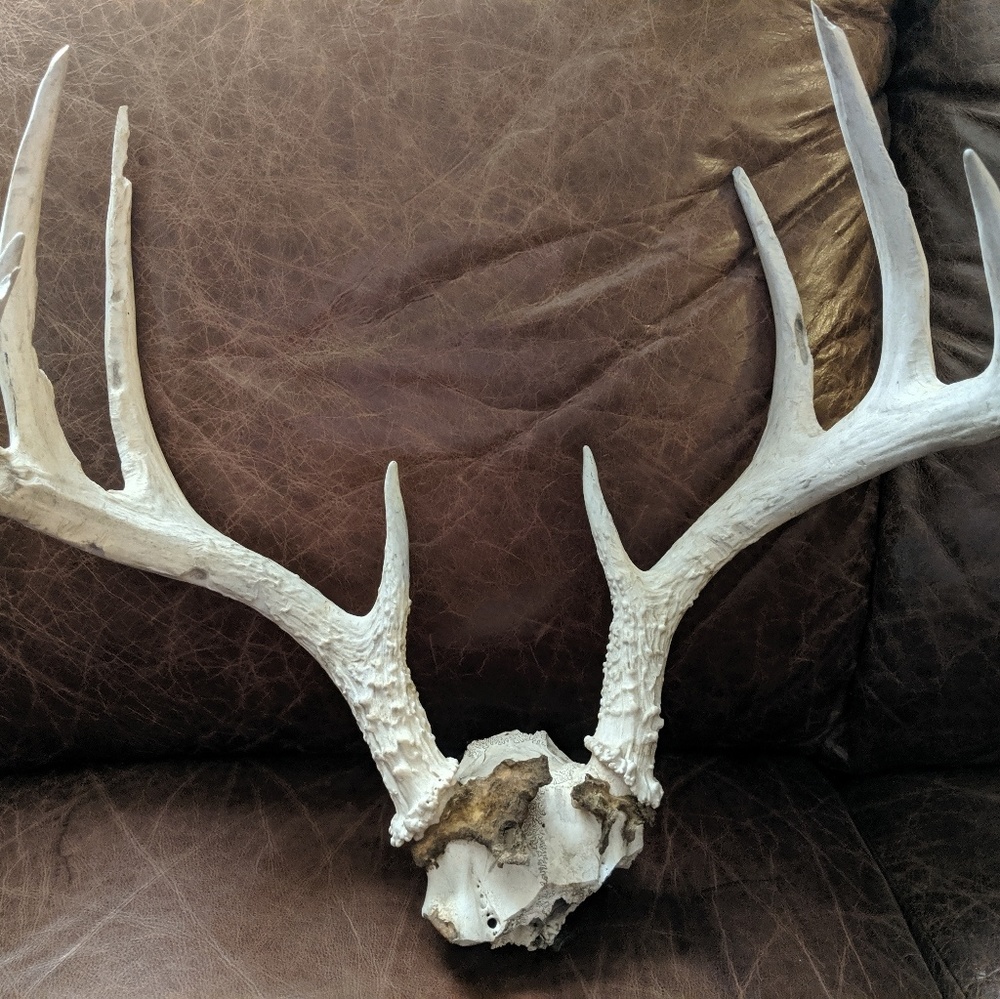 Natural whitetail deer antlers